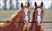 Horse Tile Backsplash Adeline Halvorson Equine Art Ceramic Mural RW-AH008
