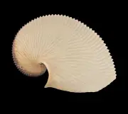 Seashells Argonauta argo 186.4mm.Aquarium Decoration Products