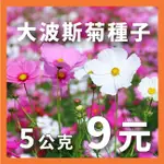 現貨）混合波斯菊種子｜大波斯菊｜混合色種子｜綠肥｜景觀｜花卉種子｜花海｜園藝 ｜超高發芽率｜開心農場｜