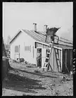 Photo:The bathhouse at logging camp near Effie, Minnesota