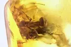 Ants Formicidae Formica gustawi, Millipede Polyxenidae Ukrainian amber #11778R