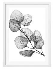 [Profile Australia] Australian Made Transparent Eucalyptus Silver Dollar Leaves Art Print A2 in White Frame