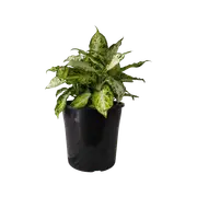 200mm Dumb Cane Plant - Dieffenbachia maculata Amy
