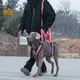 老年狗高齡犬胸背帶助力帶殘疾導盲犬寵物大中小型后腿康復輔助帶 全館免運