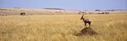 Side profile of a topi standing on a termite mound, Masai Mara National Reserve, Kenya Poster Print (36 x 12)