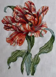 Striped Parrot Tulip Completed Cross Stitch on 28 Ct Antique White Quaker Cloth