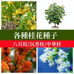 🌼桂花樹種子大全 新采收金桂沉香中華龍桂八月桂花種子盆栽陽台花卉風景樹庭院觀花四季種植