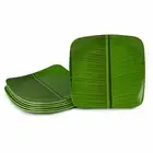 Banana Leaf Square Ice Cream Starters Serving Melamine Plate pack of 6 10"