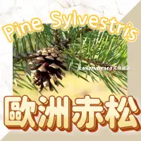 在飛比找蝦皮購物優惠-歐洲赤松 松針 Pine Sylvestris 單方精油