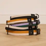 HAY Flat Dog Collar - Small/Medium