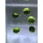 開心水族 莫絲浮球 莫絲藻球 水草缸造景 陰性水草