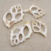 4-pack Sliced Conch Shells For Crafts Jewellery Making Nautical Decor 5 - 8 cm