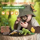 Animal Life Cycle Children Toys Life Cycle Figurine Animal Growth Cycle Model