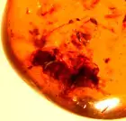Superb Cretaceous Cockroach in Burmite Amber Fossil Gemstone Dinosaur Age