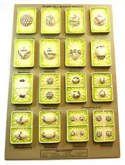 Eisco Labs Plant Cell Division Meiosis Model Mounted on Base - 24" x 18"