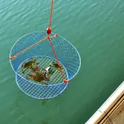 24"20"12"Wire Grid Bottom Crab Nets Two Ring Crab Kit with Harness and Bait Clip