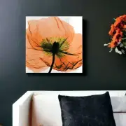 Frameless Image Free Floating Tempered Glass Panel Poppy Wall Art Picture