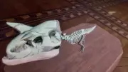 Ark Survival Ascended PVE Skeleton Carno Chibi Unleveled
