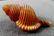 Linatella Succincta 60.3 mm F+++/GEM ,BIGGEST SIZE on EBAY DARK pattern & color