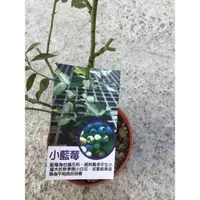 在飛比找蝦皮購物優惠-卉迎園藝 小藍莓苗3吋盆/水果樹苗/新興果樹