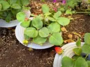 Strawberry Plant Support | 3D Printed Plant Propagation (PR-28)