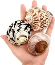 Boutique Hermit Crab Shells Medium to Large 2.9-3.3 Natural Hermit Crab Shells