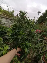 在飛比找Yahoo!奇摩拍賣優惠-老盆養多年一盆有多株 羅漢松小品盆栽便宜賣 460元超商取貨