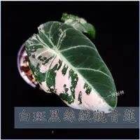 在飛比找蝦皮購物優惠-白斑黑絲絨觀音蓮 Alocasia Black Velvet