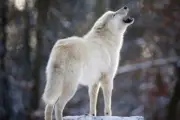 HOWLING WHITE WOLF GLOSSY POSTER PICTURE PHOTO husky wolves snow winter dog 2384