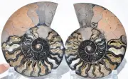 Large Black Ammonite PAIR Deep Crystals 110myo FOSSIL XXL 156mm 6.1" 9521aa