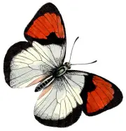 Over 400 Images of Butterflies On CD Rom DISK