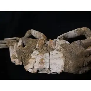 馬達加斯加螃蟹化石/真品/擺飾/收藏/螃蟹化石