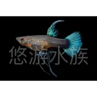 在飛比找蝦皮購物優惠-《悠游水族》黃尾禮服緞帶對魚 黃金 孔雀魚 觀賞魚 純品系 