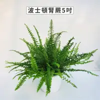 在飛比找momo購物網優惠-【Gardeners】波士頓腎蕨 5吋盆 -1入(室內植物/