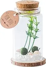 Bottles Cork, Drift Bottle Handicraft, Decorative Glass Vials, Stylish Wooden Lids, Compact Storage Design, Perfect for Home Crafts Desktop Ornament Family Friends Drift Message Wishing