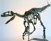 ALLOSAURUS Dinosaur MOUNTED baby Skeleton Fossil Replica - 9 ft long (3 metres)