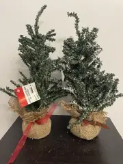 2 Ashland Artificial 16” Christmas Accent Trees 1 Frosted Tip Both With Tag NOS