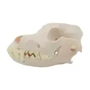 Dog Skeleton Head Model Realistic Dog Head Bone Model for Veterinary Training