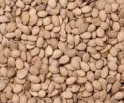 Al Daffeh Nuts Mixed 400 g Good Quality بزر الضفة