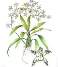 Vintage Cymbidium Orchid Ltd Ed Print by Dianne Coleman, 24" x 28"