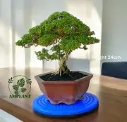 (real pict) Bonsai Pemphis acidula bonsai tree