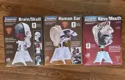 3 Lindberg Model Kits - Brain & Skull 71306 Human Ear 71308 & Nose-Mouth 71310
