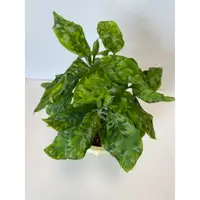 在飛比找蝦皮購物優惠-迷彩粗肋草 Aglaonema pictum tricolo