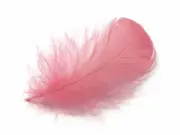 80 Feathers - Coral Goose Coquille Loose Plumage Halloween Wedding Supply Art