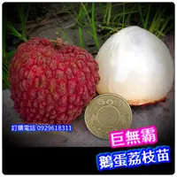 在飛比找蝦皮購物優惠-鵝蛋荔枝盆栽【巨無霸品種+結過果+高壓粗大苗】無核荔枝 大丁