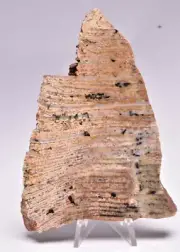 MICROBIAL MAT, STROMATOLITE STRELLEY POOL POLISHED SLICE, AUSTRALIA S1143