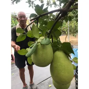 《免運費》60年老欉頂級麻豆文旦 無毒有機栽培自然種植中秋節伴手禮/（10斤裝）