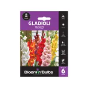 Bloomin' Bulbs Gladioli Mixed - 6 Pack