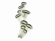 1 Dozen - NATURAL WHITE Lady Amherst Pheasant tippet Feathers Fly Tying Costume