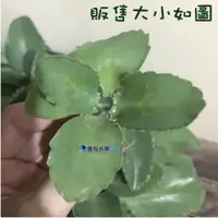 在飛比找蝦皮購物優惠-@墨耘@不死鳥 落地生根 一株10元 (非水草)蕾絲姑娘 子